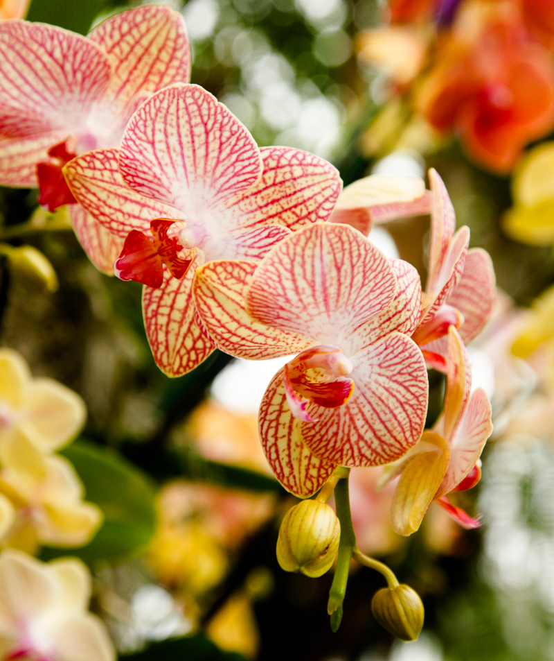 NYBG: 2016 Orchid Show: Orchidelirium