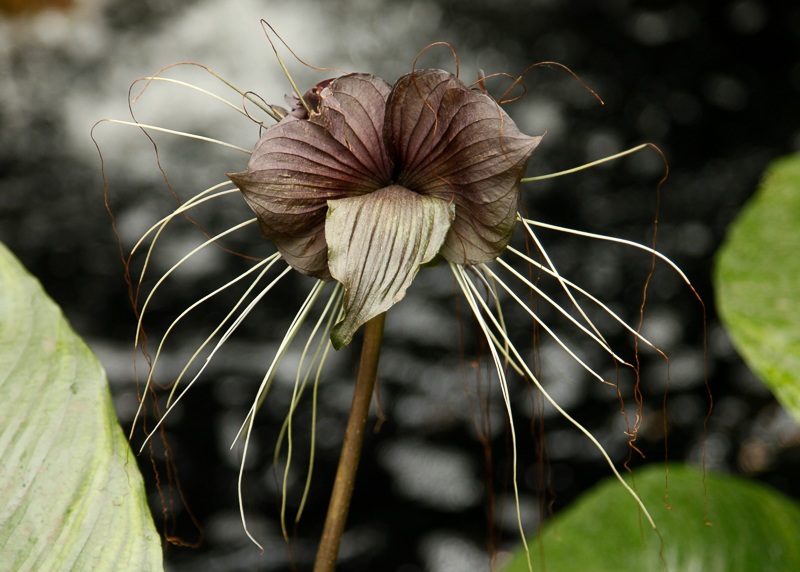 NYBG: 2016 Orchid Show: Orchidelirium