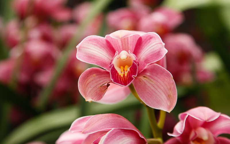 NYBG: 2016 Orchid Show: Orchidelirium