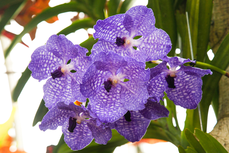 NYBG: 2016 Orchid Show: Orchidelirium