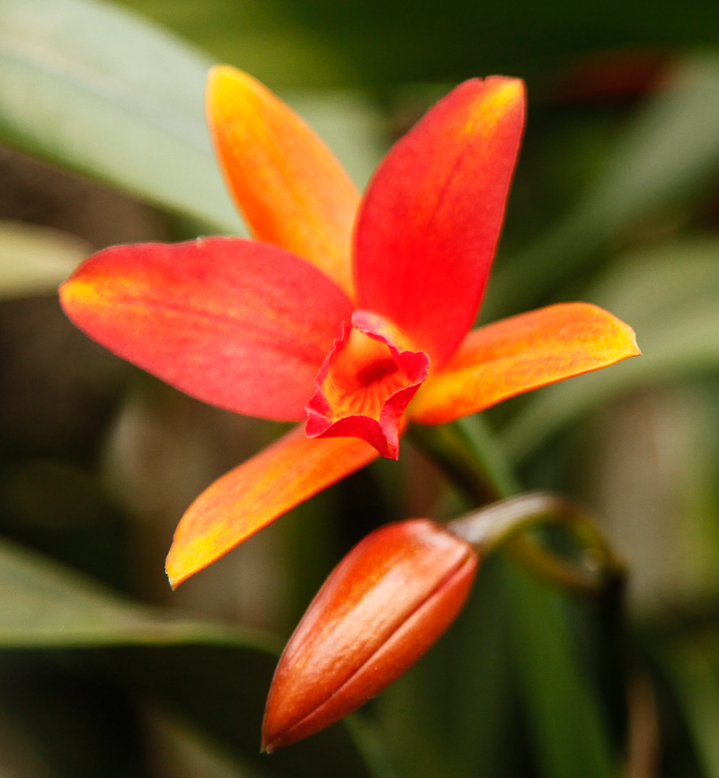 NYBG: 2016 Orchid Show: Orchidelirium