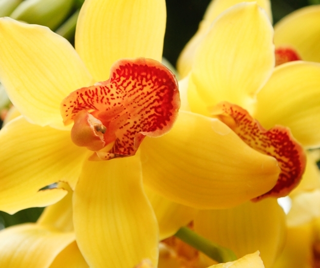 NYBG Orchid Show: Orchidelirium