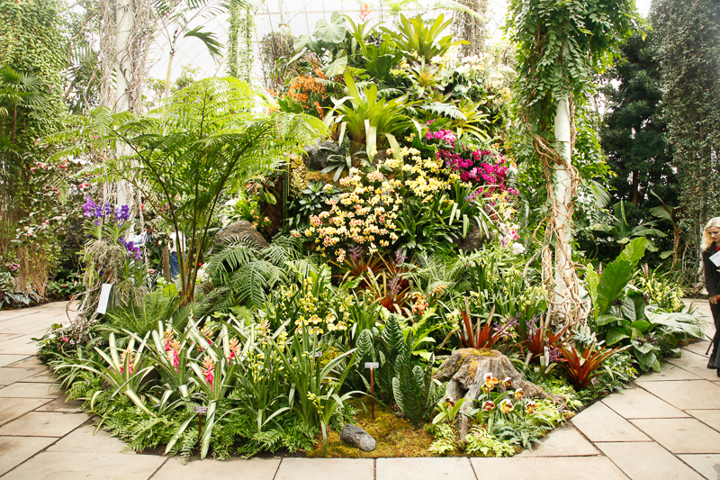 NYBG: 2016 Orchid Show: Orchidelirium