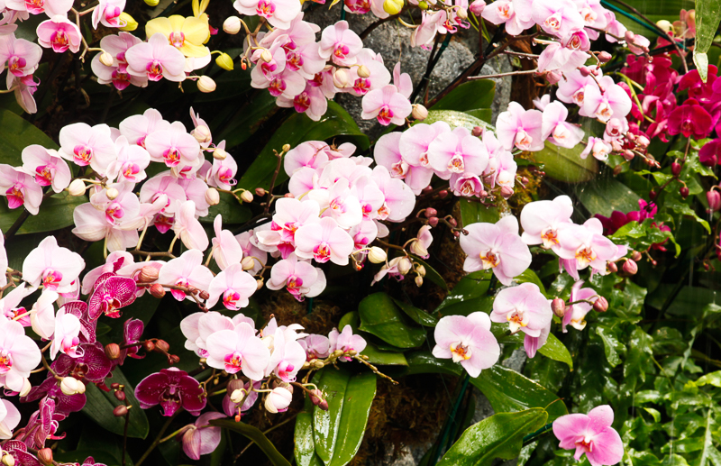 NYBG: 2016 Orchid Show: Orchidelirium