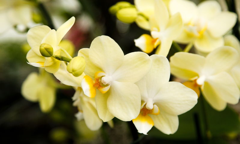 NYBG: 2016 Orchid Show: Orchidelirium