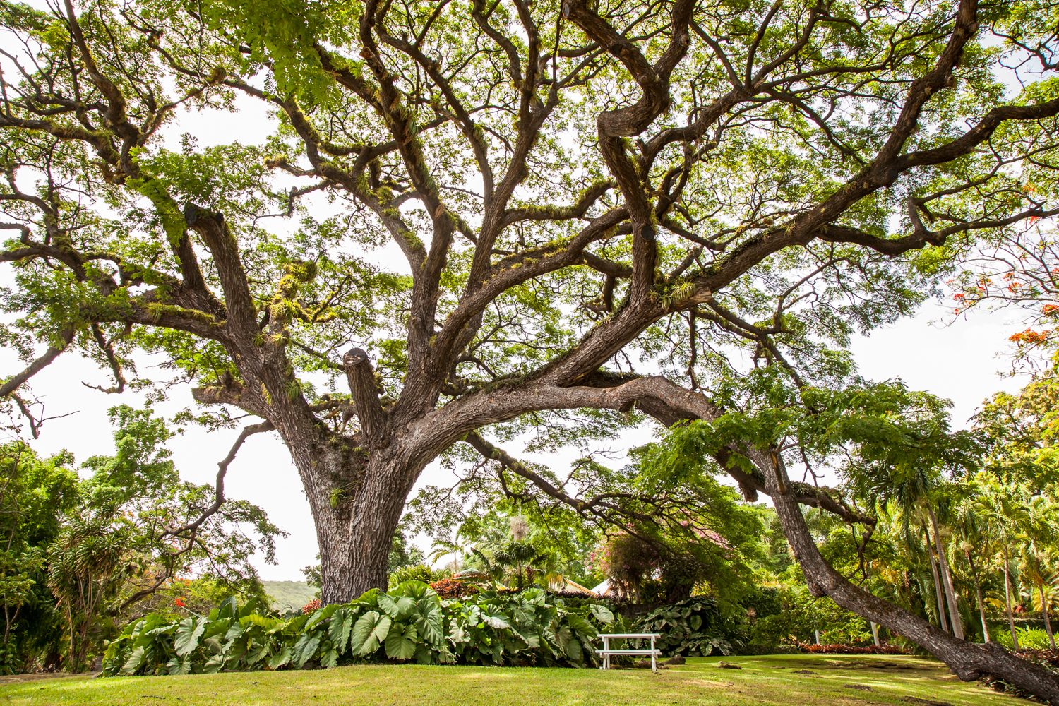  A 400 years old Saman Tree in Romney Manor - Saint Kitts 