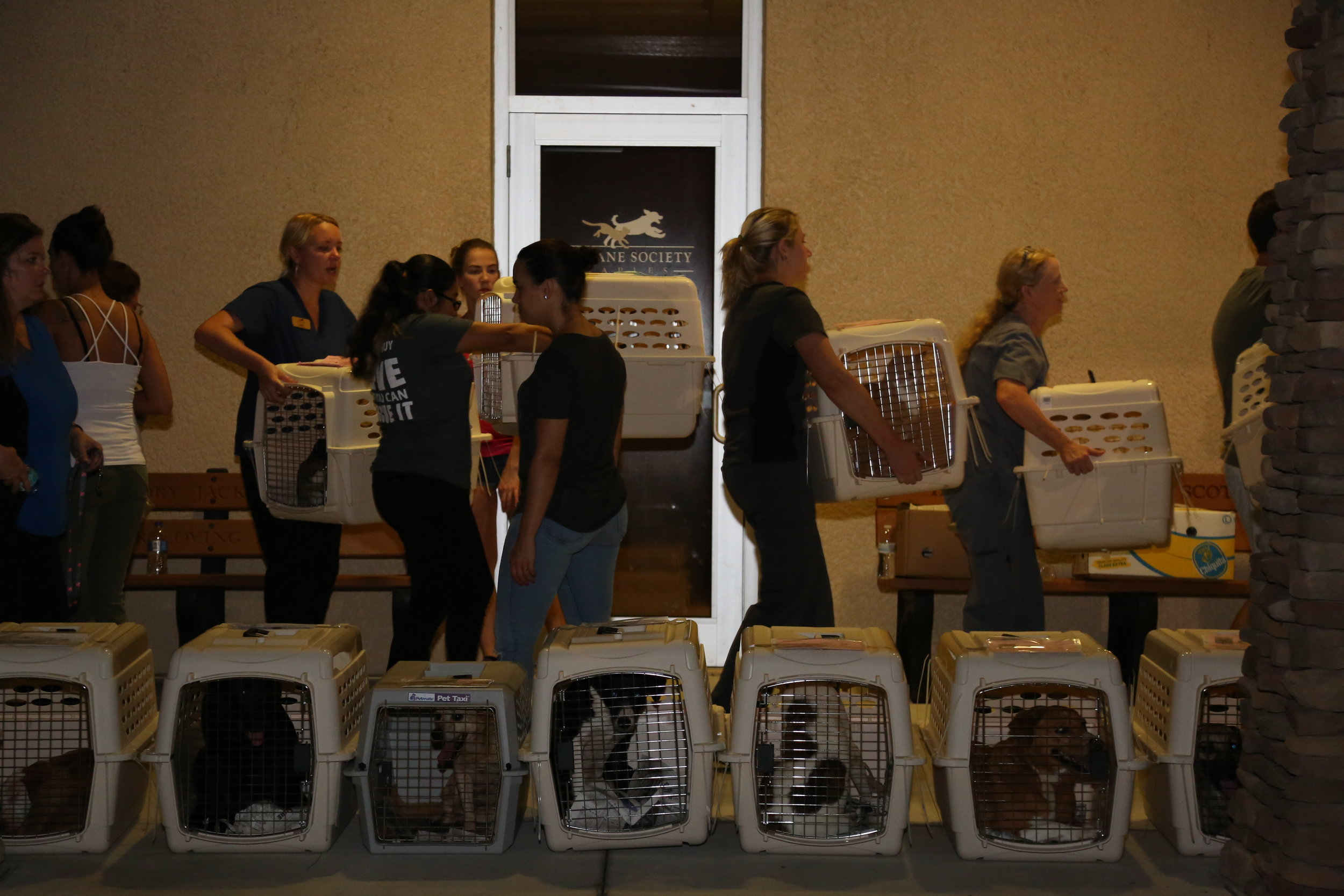  Members of the Humane Society of the United States, the Humane Society of San Diego, the Humane Society of Naples and other volunteers participate in the transportation of more than 150 dogs and cats to the Fort Myers airport before being flown to S