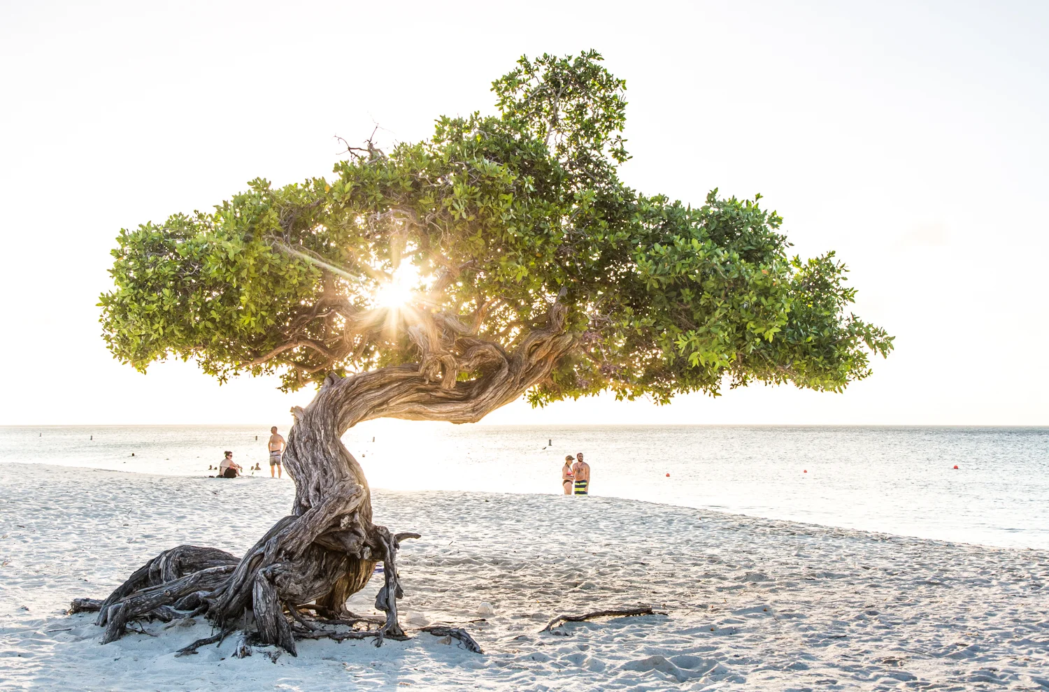 Postcard from Aruba