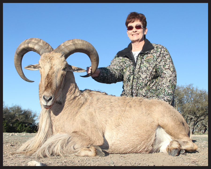 aoudad joan.jpg