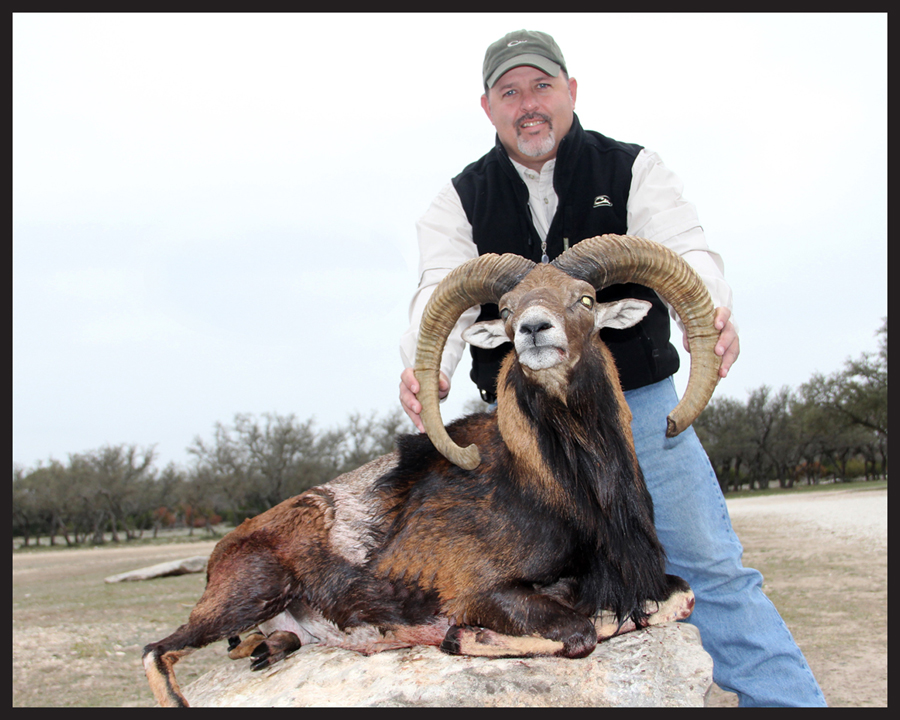 mouflon jimmy.jpg