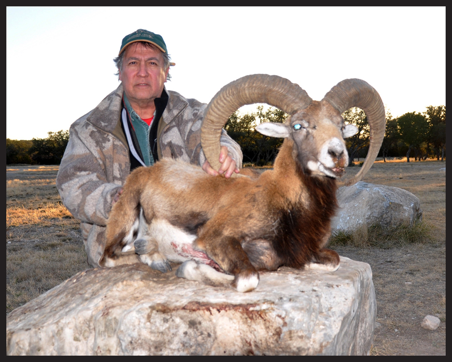 mouflon.jpg