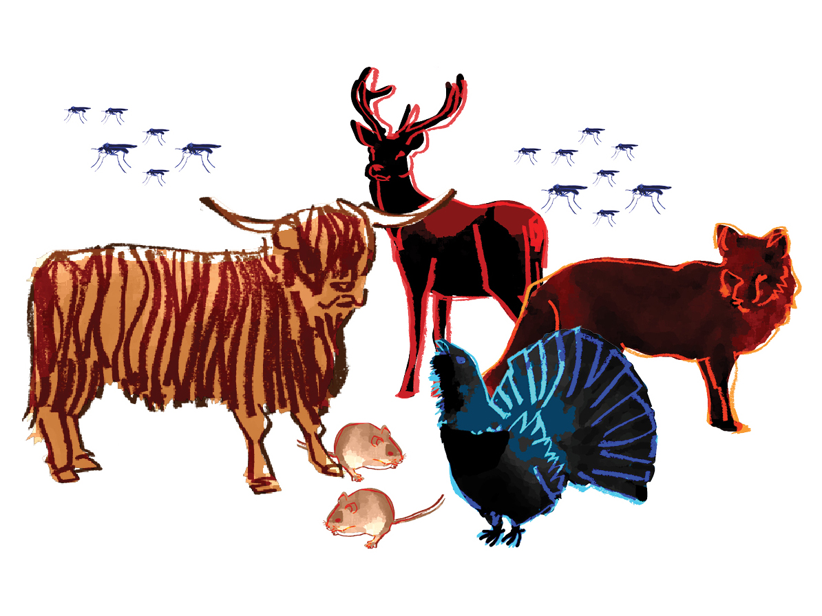 Illustrated Scottish fauna. 