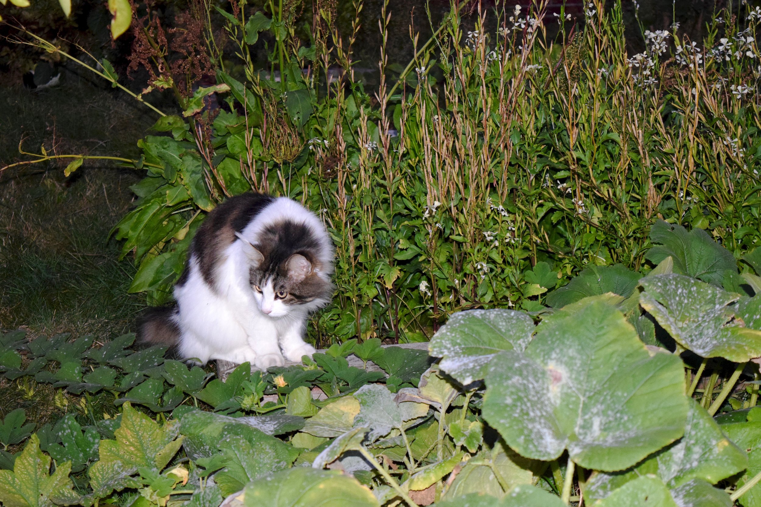 DSC_0583.jpg