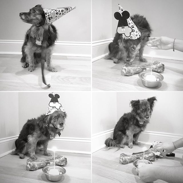 Pancho's 4th Birthday Celebration! 🐾@groana #oldafnow