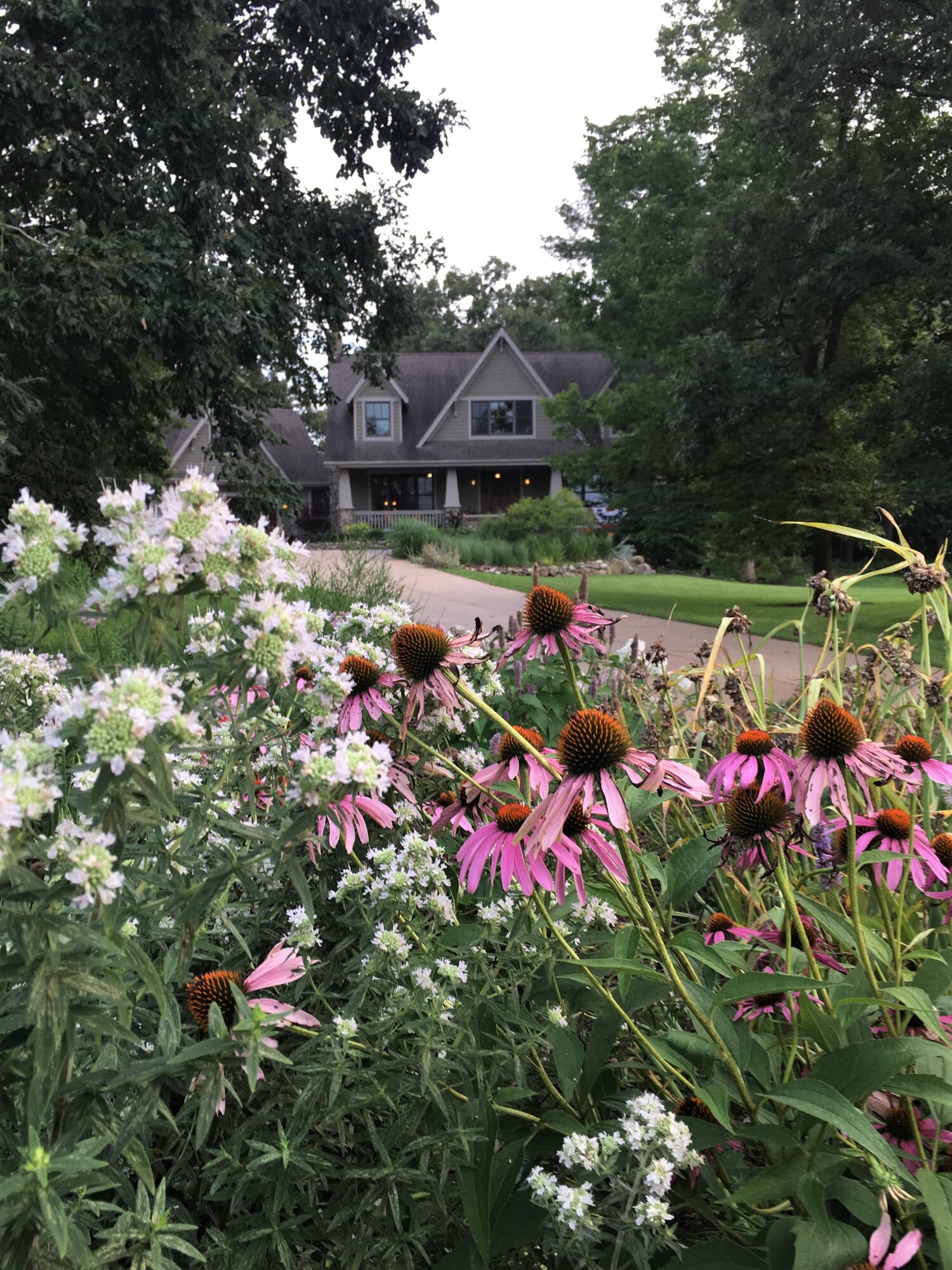 HHL Natives 2 13 In Bloom Coneflower.jpg