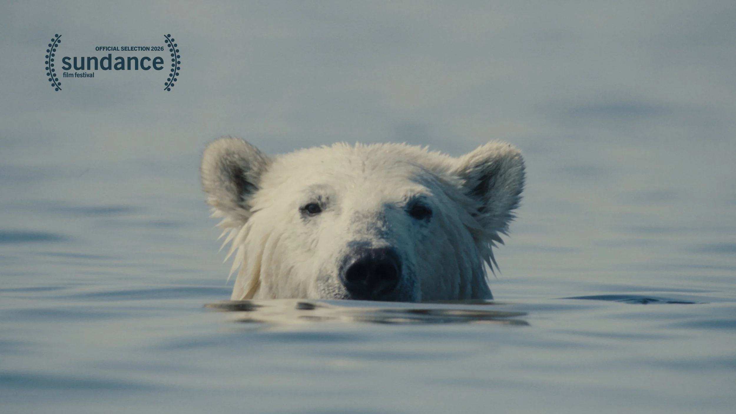 Nuisance Bear (feature)