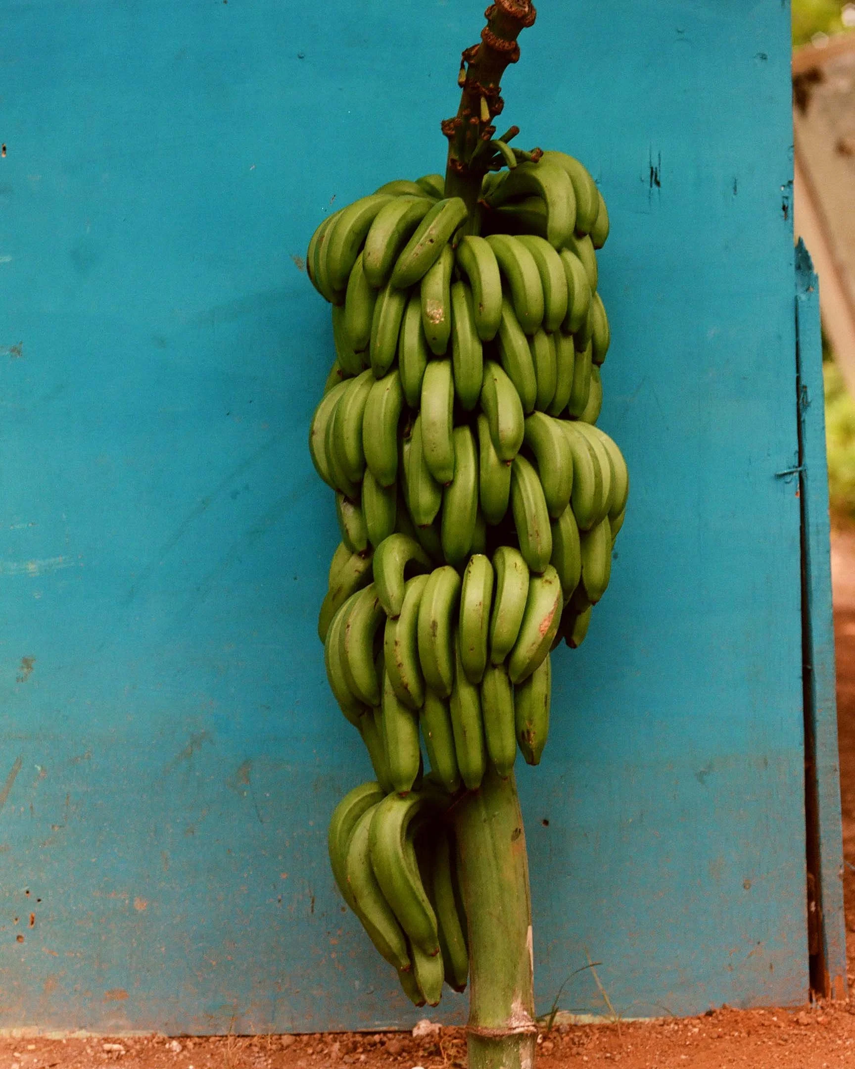 ekua-king_jamaica_001.jpg