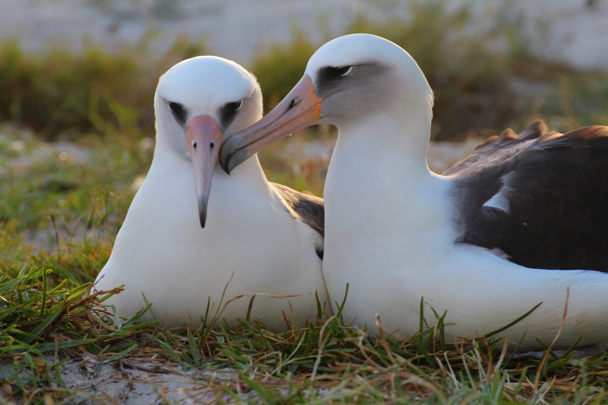 Photo credit: KIAH WALKER/USFWS