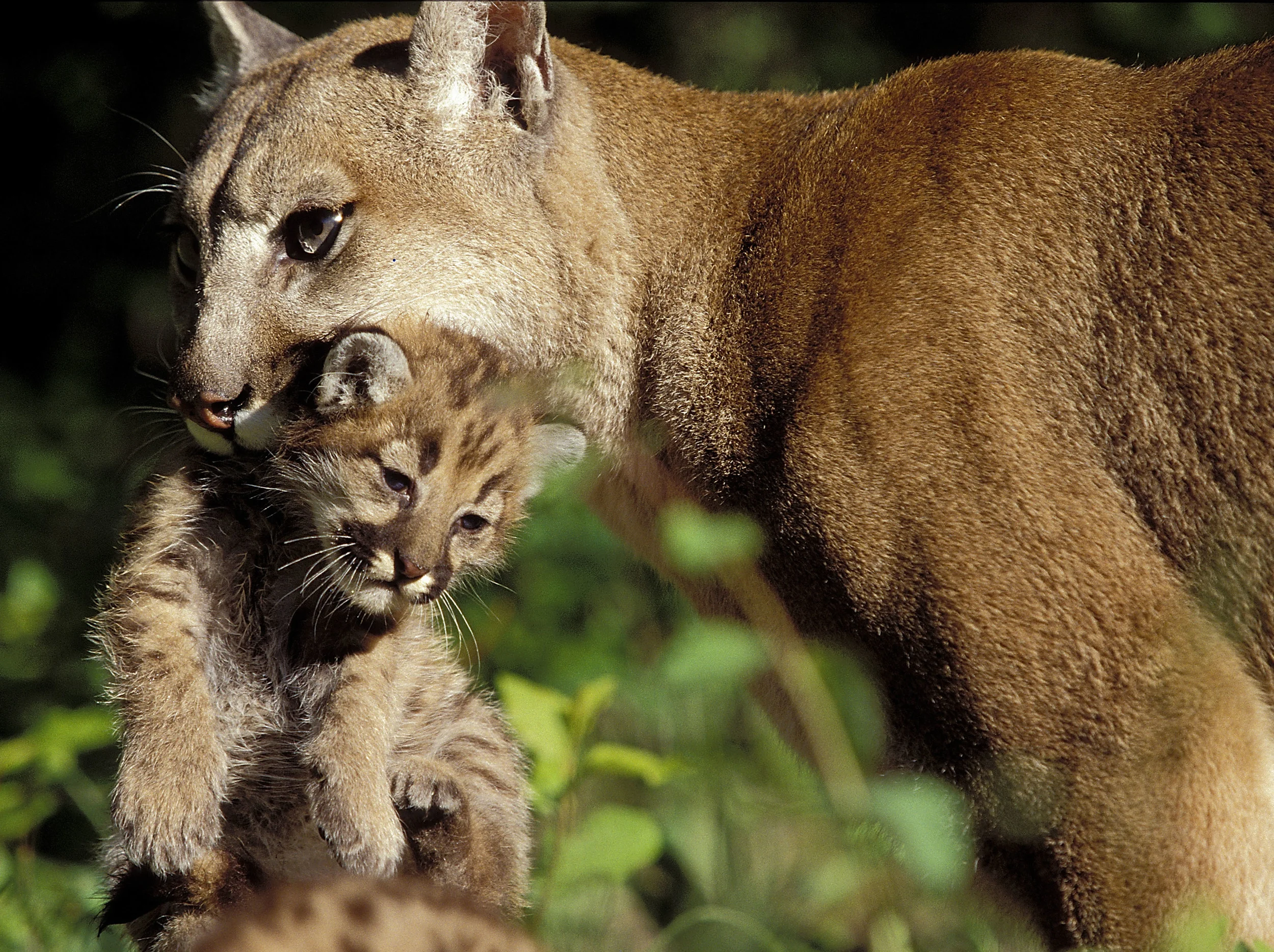 Photo Credit: ©Susan C. Morse