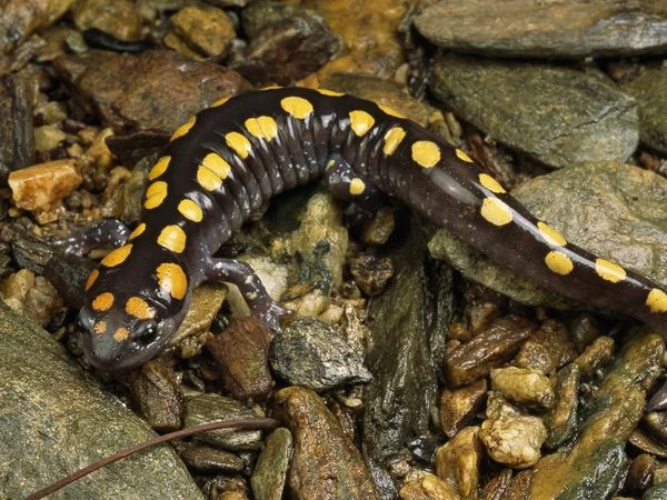 Spotted Salamander