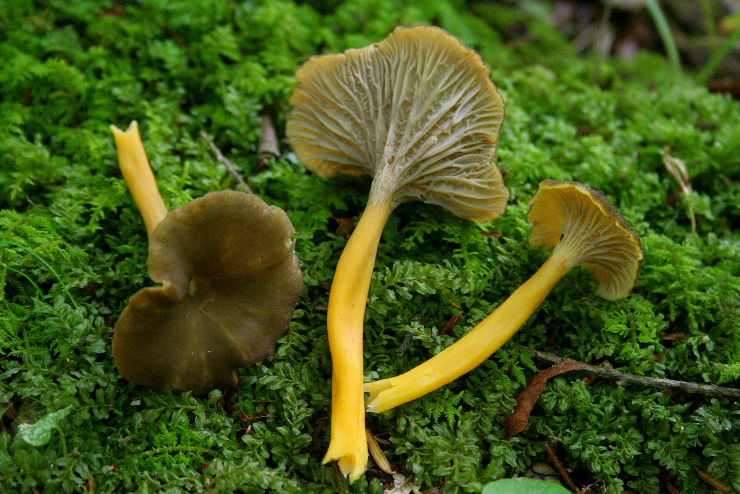 Photo courtesy of The Mushroom Forager
