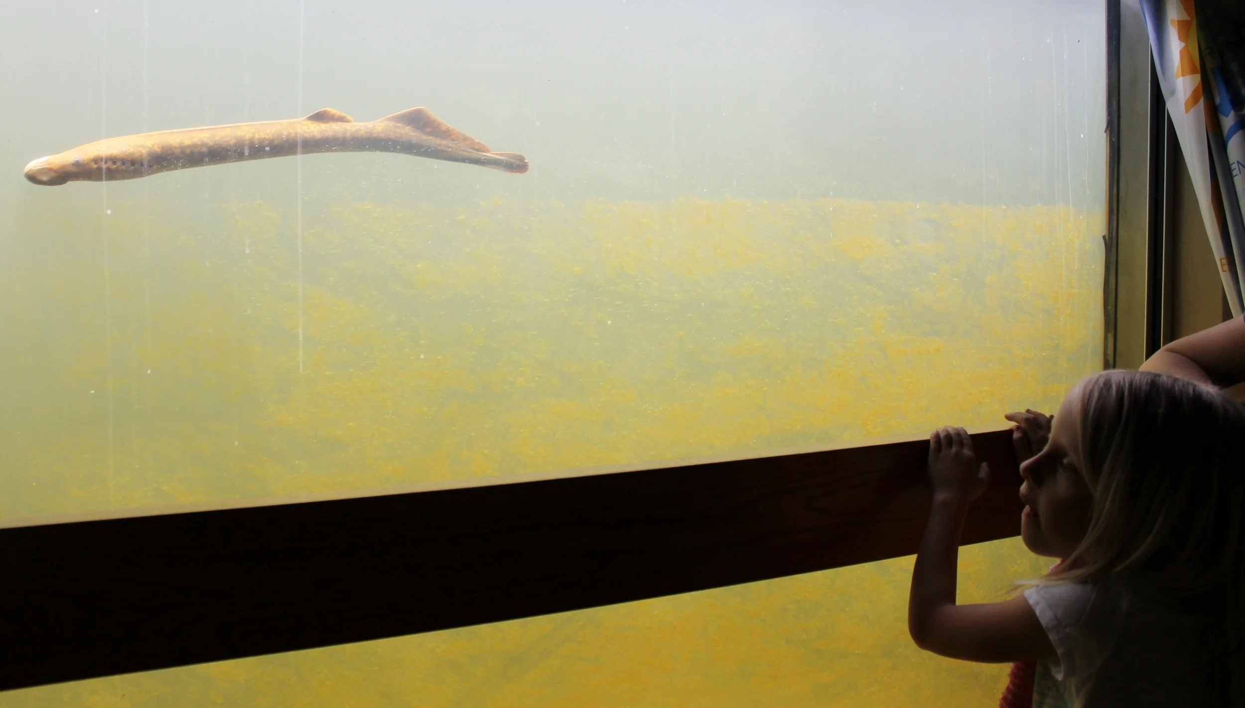 Great River Hydro Bellows Falls Visitor Center — The Nature Museum