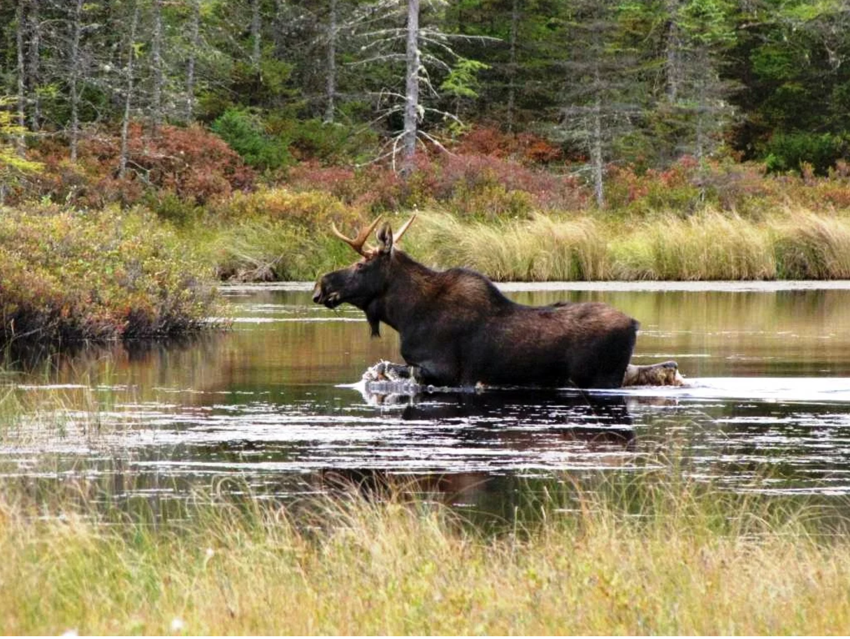 Photo by David Govatski/USFWS via Flickr
