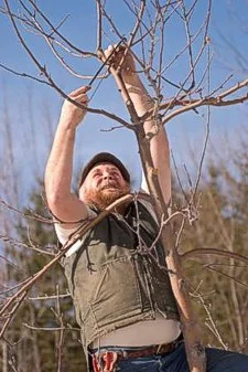 Michael Phillips prunes a fruit tree.