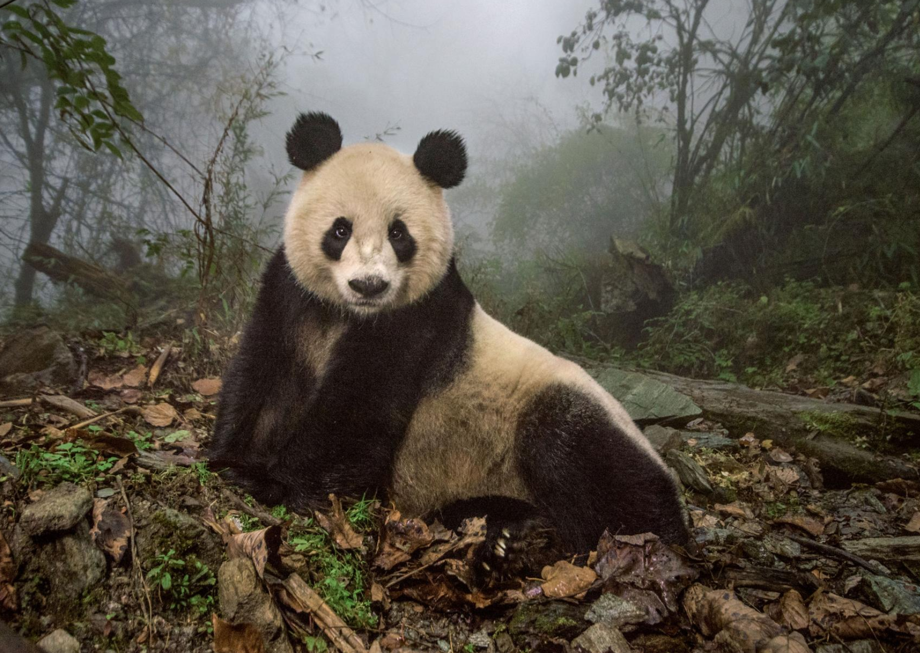From National Geographic's "Best Photos of 2016" . Photo by Ami Vitale. 