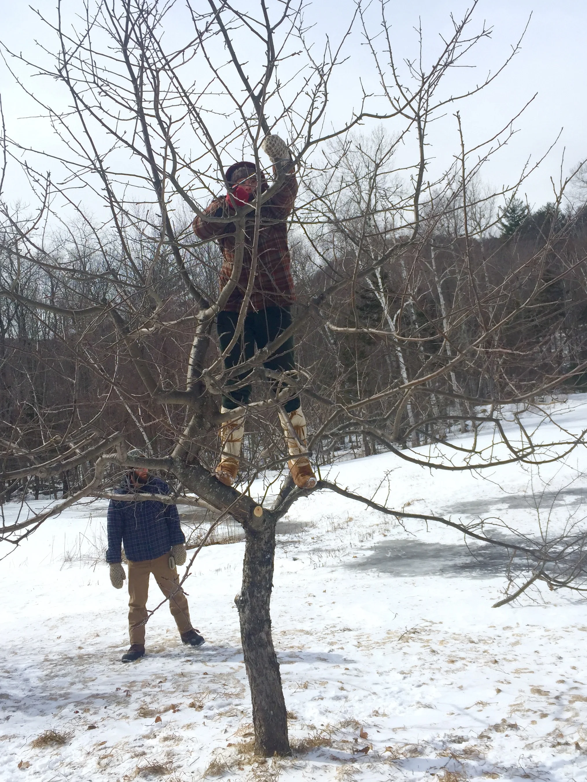 Pruning Tree.jpg