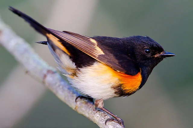 An American Redstart By Dan Pancamo - originally posted to Flickr , CC BY-SA 2.0