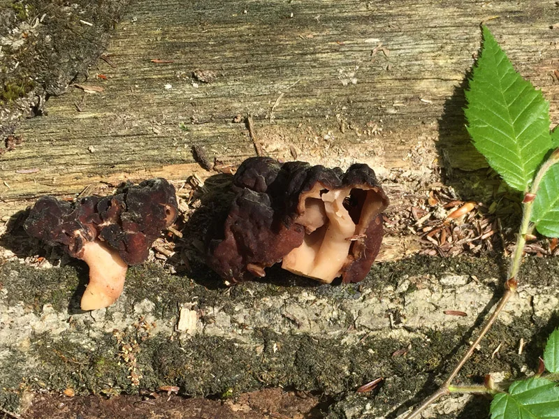 False morels and birch leaves