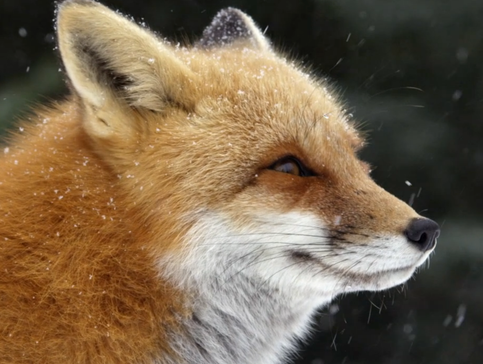 "Fox Tales" Available for streaming on pbs.org through 11/10