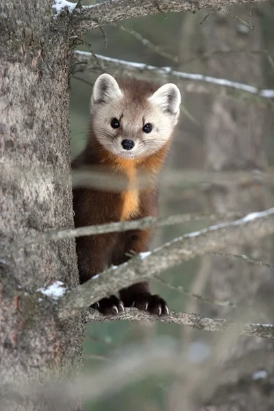 marten.jpg