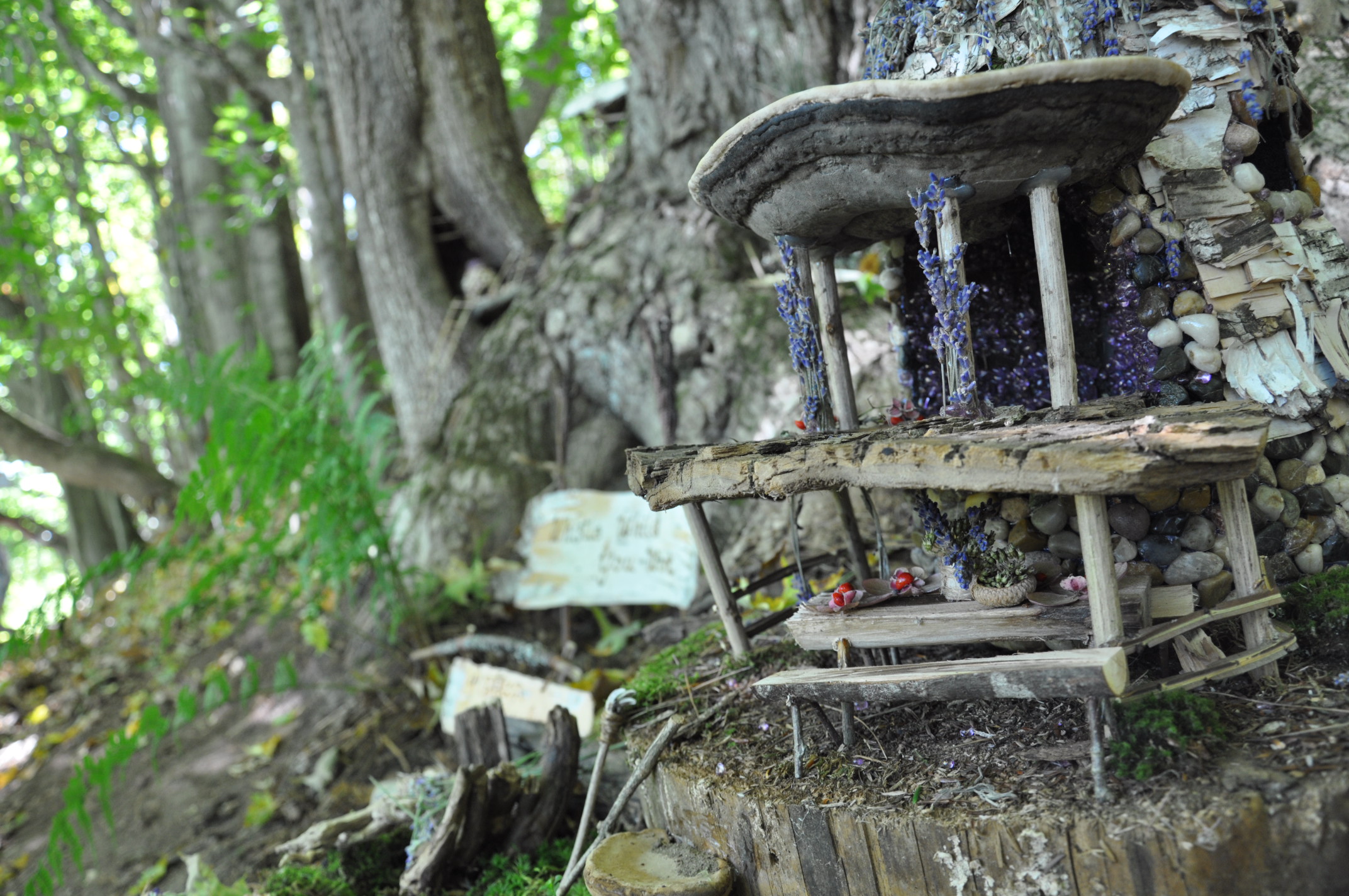 DSC_0236.jpg