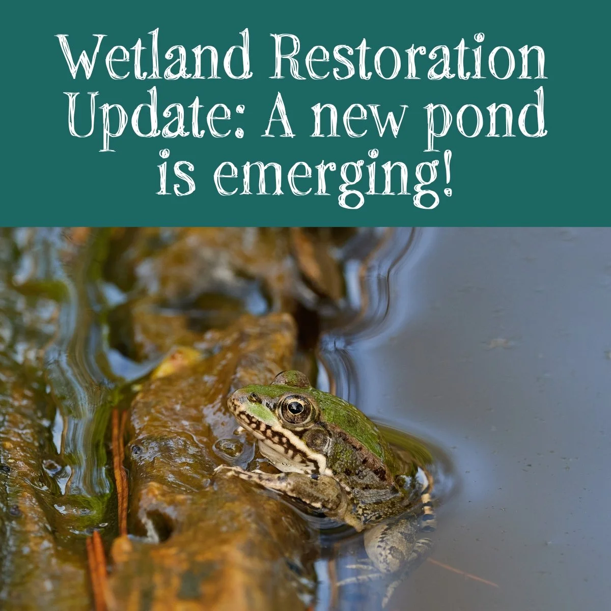 Fall 2023 Update: Chapman Meadow Pond &amp; Magic Forest Playscape Expansion