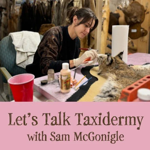 Let's Talk Taxidermy