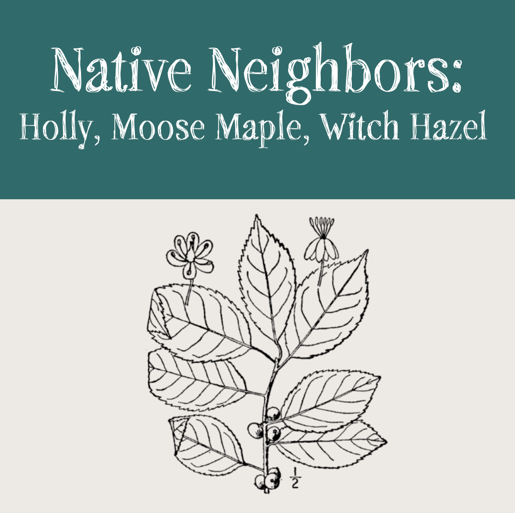 Native Neighbors: Witch Hazel, Moose Maple, Holly