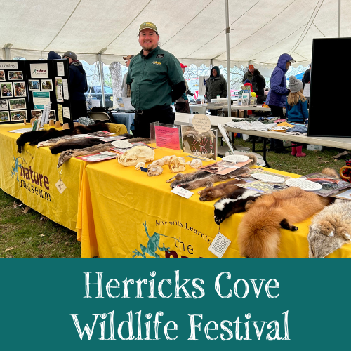 Herrick's Cove Wildlife Festival