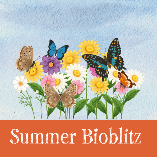 Summer Bioblitz