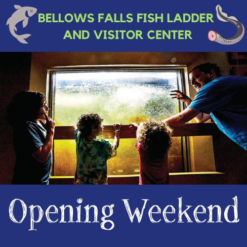 Bellows Falls Fish Ladder Opening Weekend
