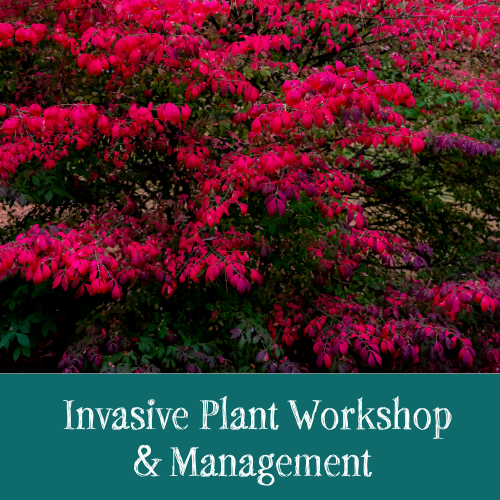 Invasive Plant Workshop & Management