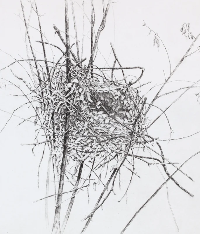"Nest" etching, Ann Eldridge