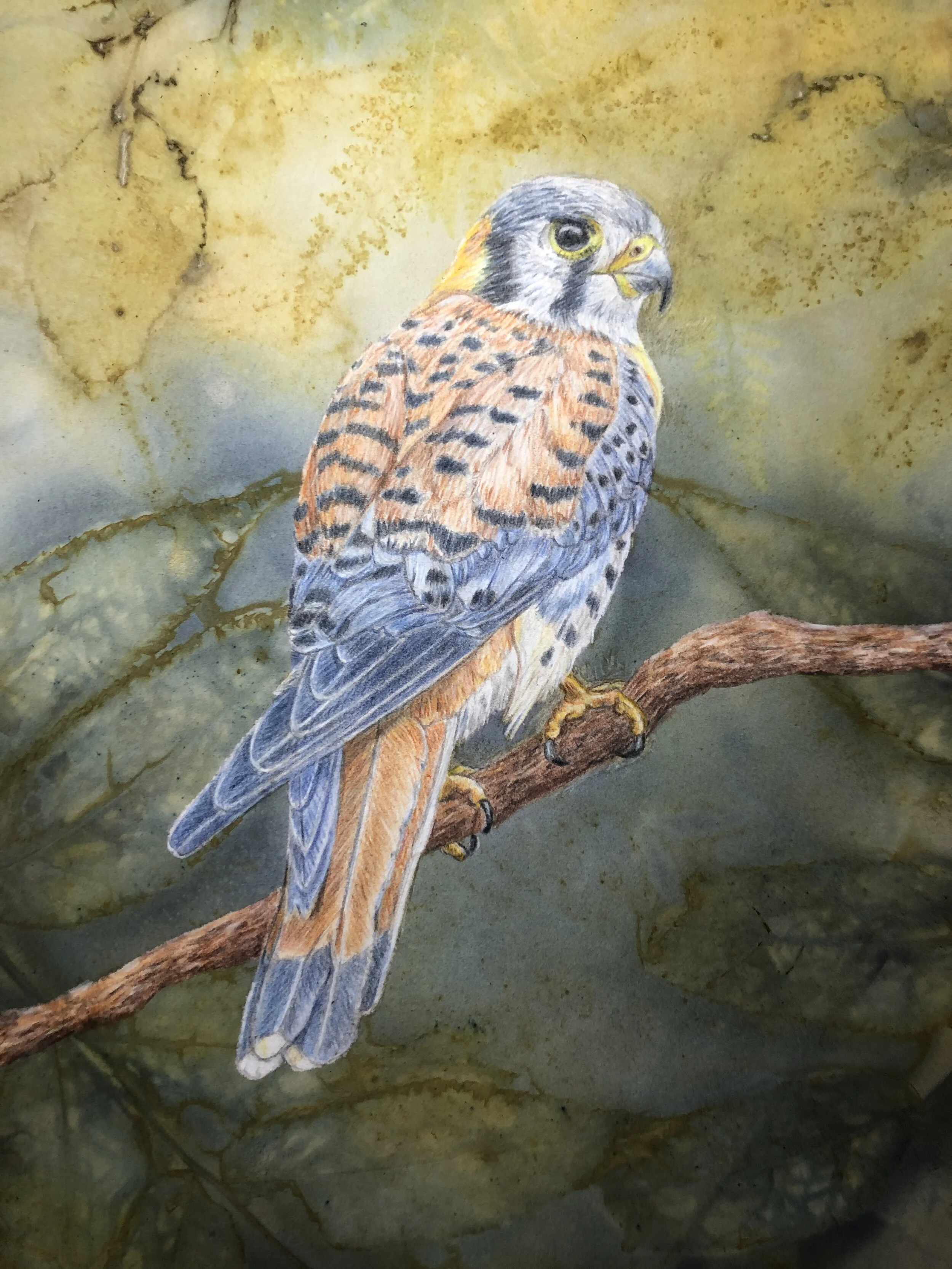 "Kestrel", ecoprint &amp; colored pencil, 15.5"" x 12.5", $395 (framed)