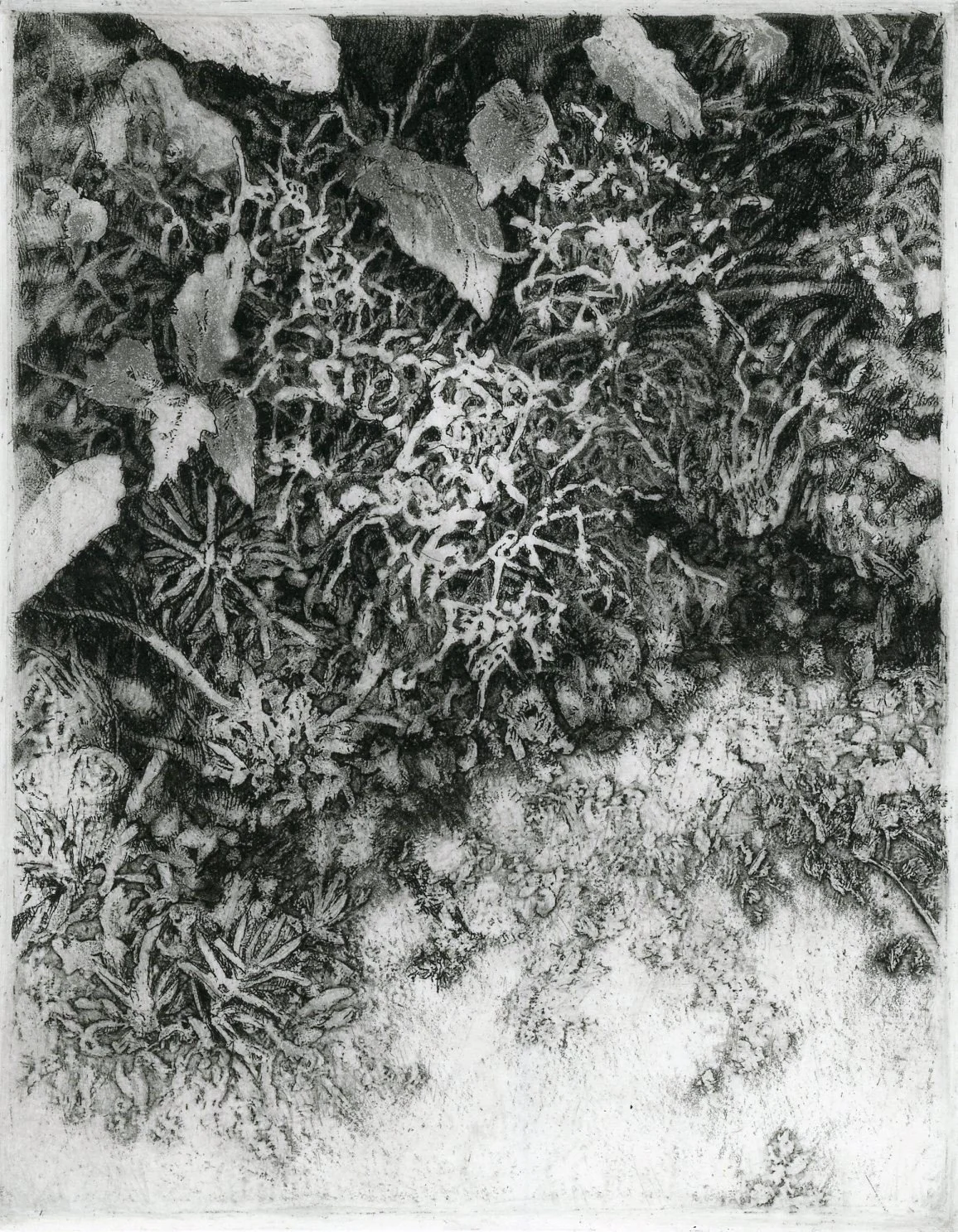 "Moss &amp; Lichen I", intaglio, 12" x 9", $150 (framed)