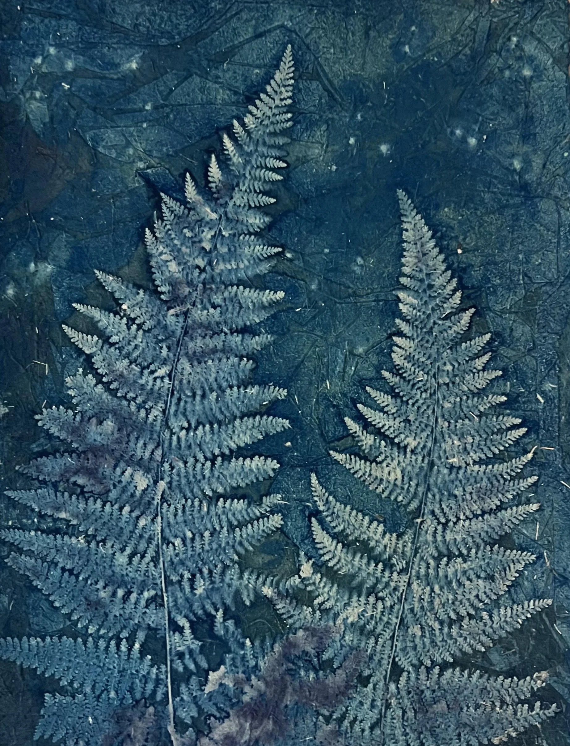 "Secret Love", wet cyanotype, 14.5" x 11", $415 (framed)