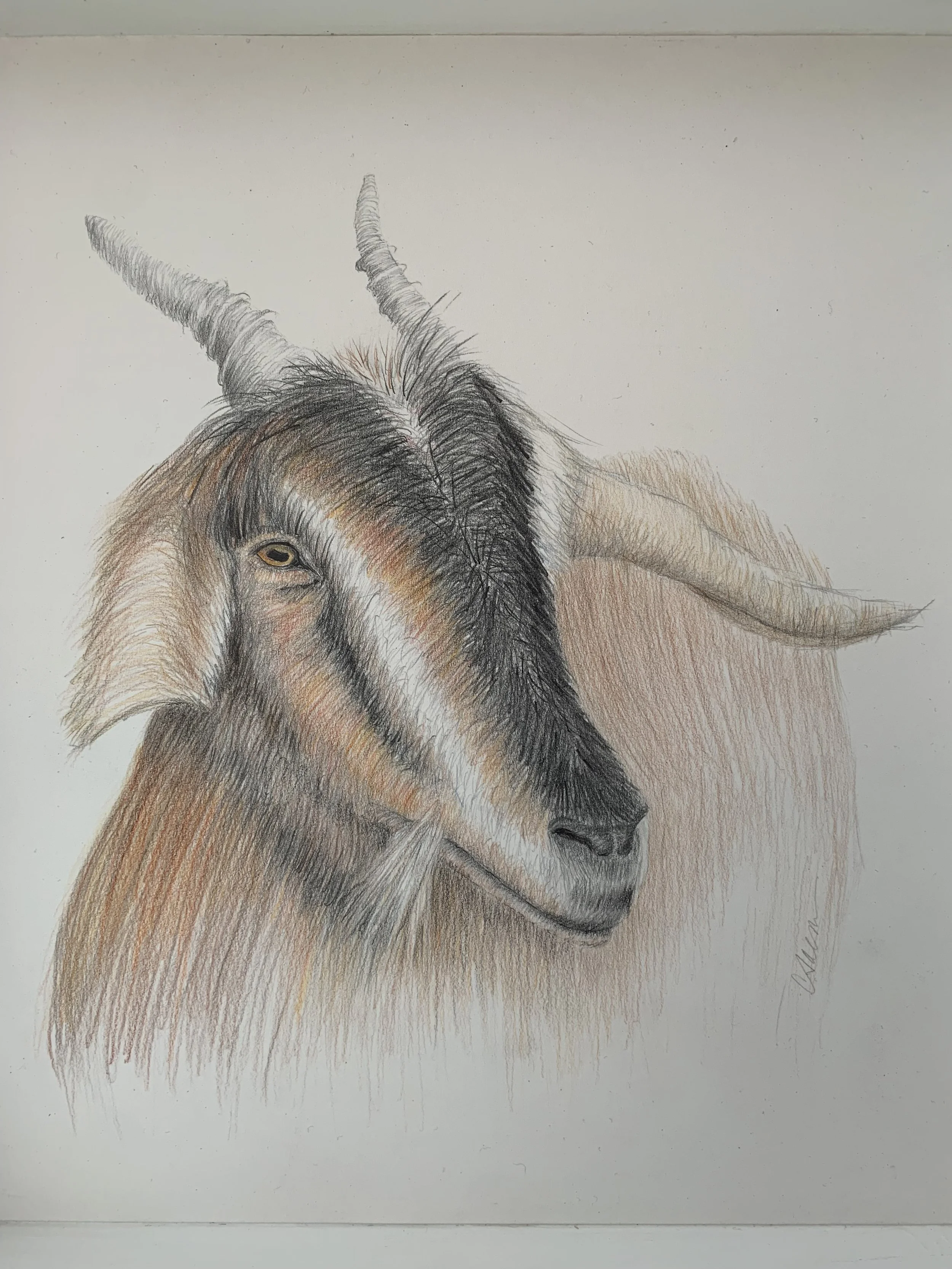 "Goat", Prisma colors, graphite, 14" x 14", $400 (mounted in cradle frame)