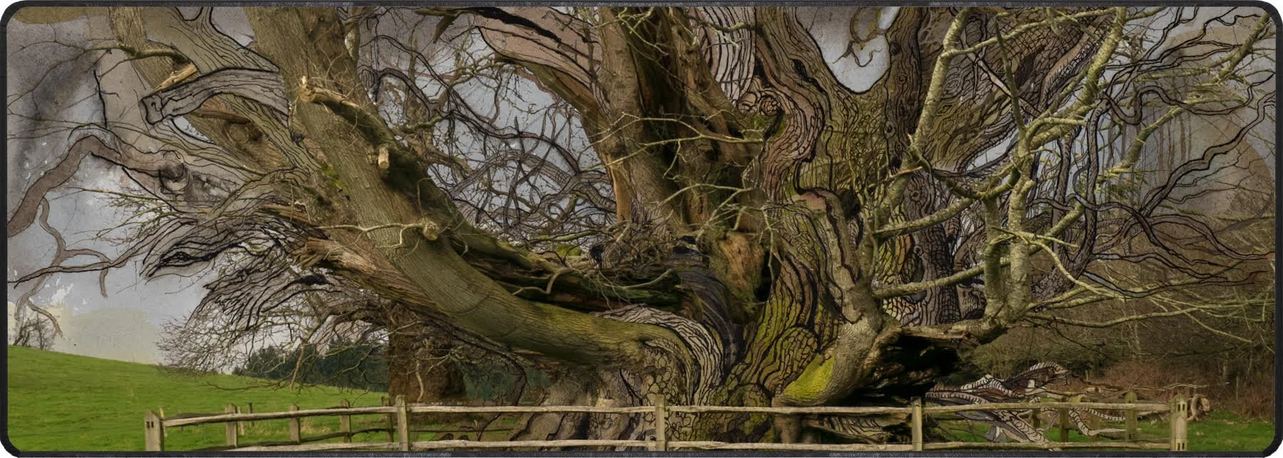 &lt;p&gt;&lt;strong&gt;LAWRENCE ELBROCH&lt;/strong&gt;archival pigment prints&lt;a href="/laqrence-elbroch-ill-2025"&gt;More →&lt;/a&gt;&lt;/p&gt;