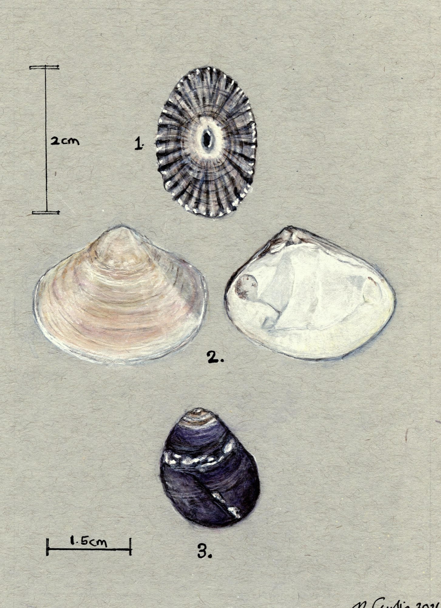 <p><strong>MAIREAD CURTIS</strong>watercolor<a href="/mairead-curtis-insp-2026">More →</a></p>