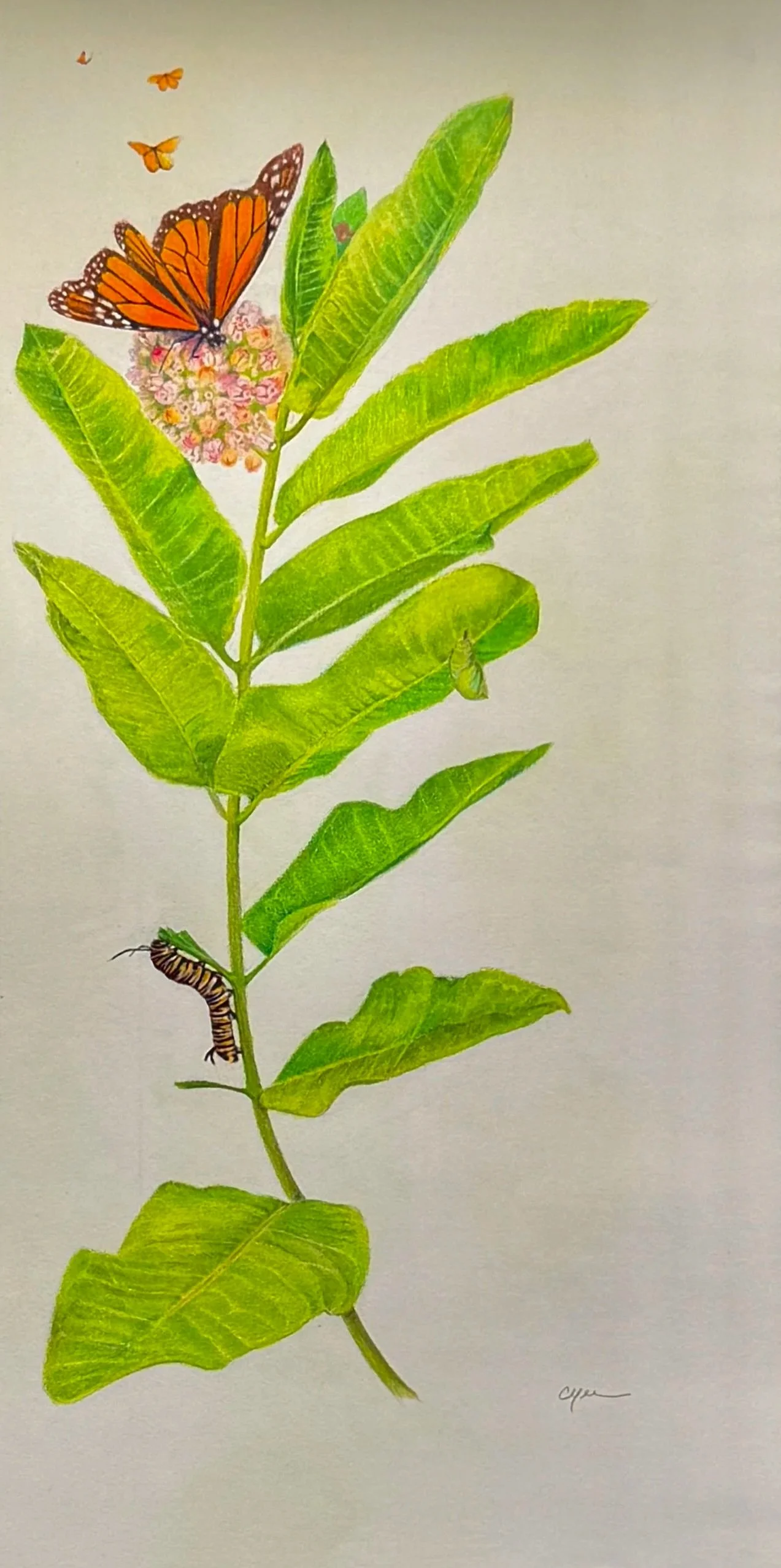 "Becoming", colored pencils, 22" x 11", $800 (framed)